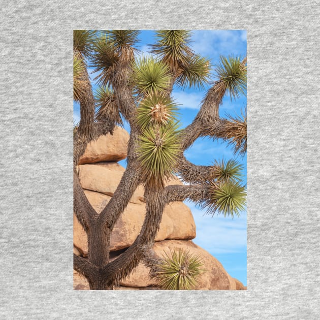 Joshua Tree by jvnimages